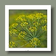 dill1_gallery.jpg