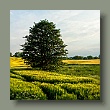 feld080610.jpg