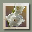 gladiole_gallery.jpg