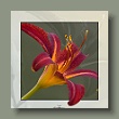 lilie240707_gallery.jpg