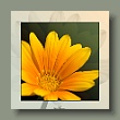 orange_gallery.jpg