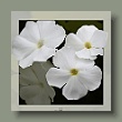phlox_gallery.jpg