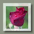 rose2207071_gallery.jpg