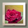 rose220707_gallery.jpg