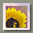 sonnenblume1_gallery.jpg