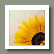 sonnenblume_gallery.jpg