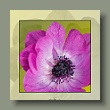 violett1_gallery.jpg