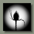 distel15072022-q-sw.jpg