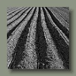 feld190420204_1-sw.jpg