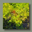 garten-ninfa1506202420.jpg