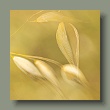 gras13062024-q.jpg