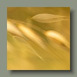 gras130620241.jpg