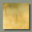 gras1306202410_1.jpg