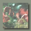 klatschmohn14062025_1.jpg