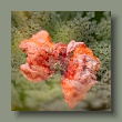 klatschmohn19072025-q.jpg