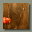mohnblume020720223.jpg