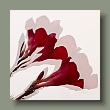 oleander19062024-q1.jpg