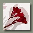 oleander190620246-q1.jpg