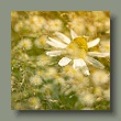 wilde-margerite190620252.jpg