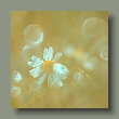 wilde-margerite190620253.jpg
